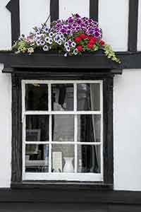 Chelmsford petunias window