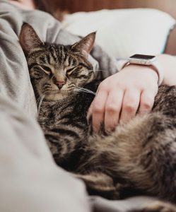 Pet cats can't always look after themselves Pet cats can't always look after themselves