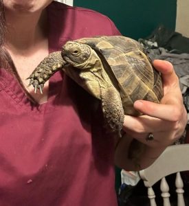 Tortoises often outlive their owners, so who's going to look after yours? Tortoises often outlive their owners, so who's going to look after yours?