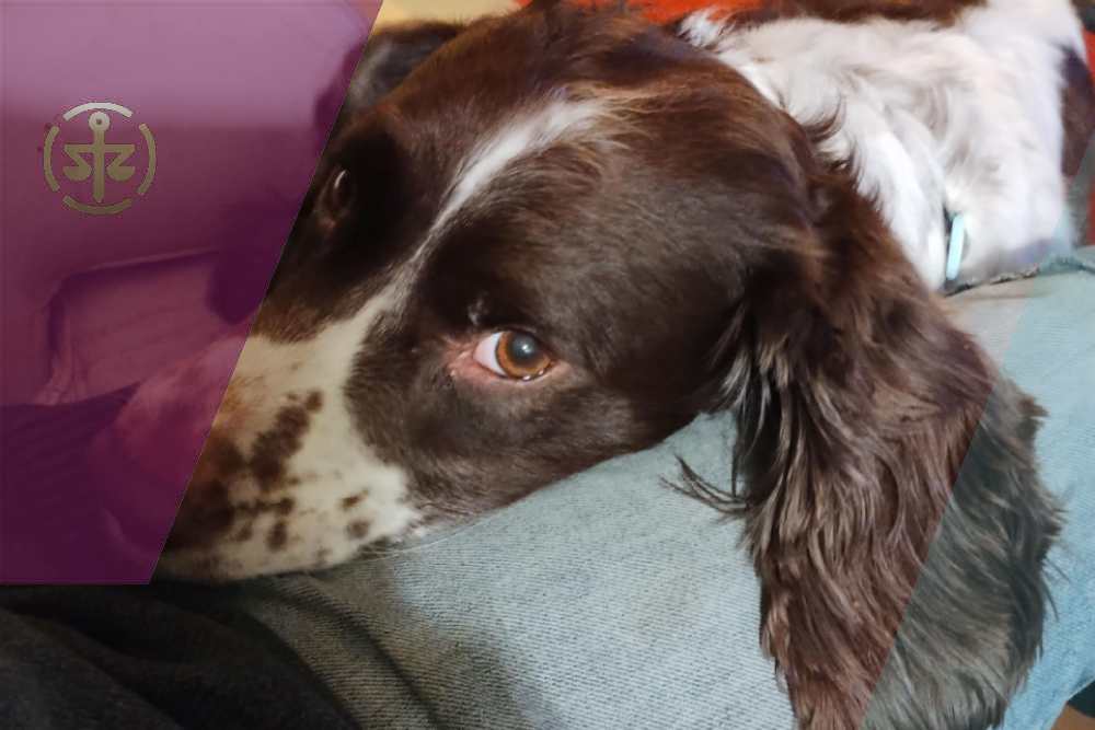 Your dog should be in your Will